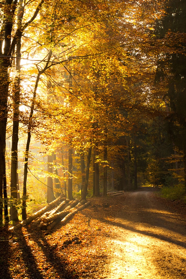 Дорога вдоль просеки в осеннем лесу обои