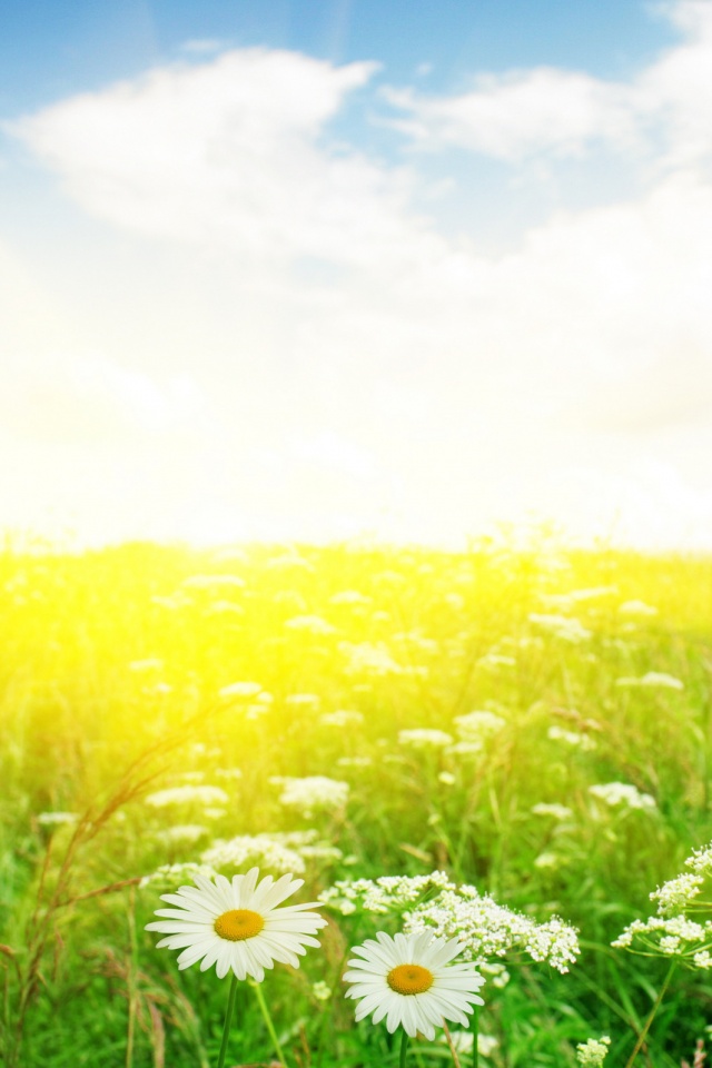 Поле ромашек обои