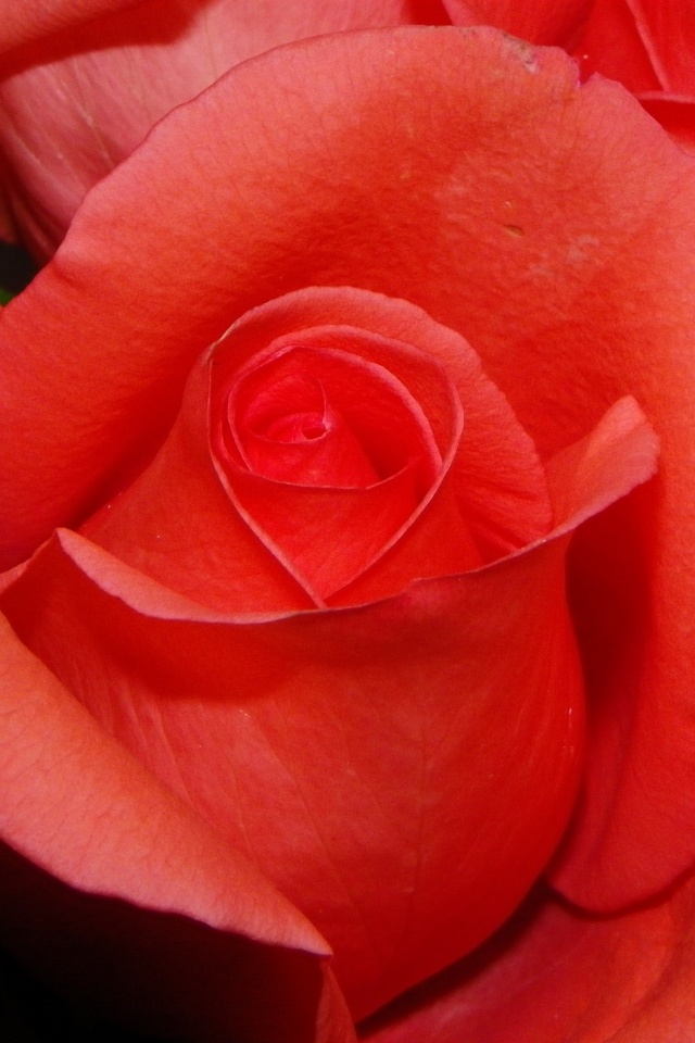 Бутон розы обои