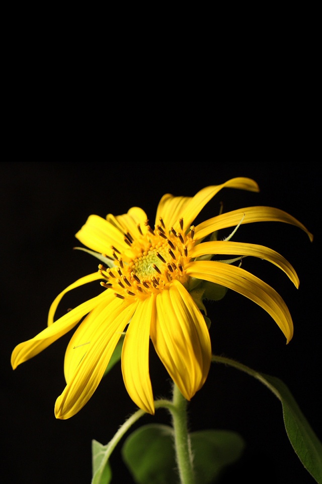 Жёлтый цветок на чёрном фоне обои