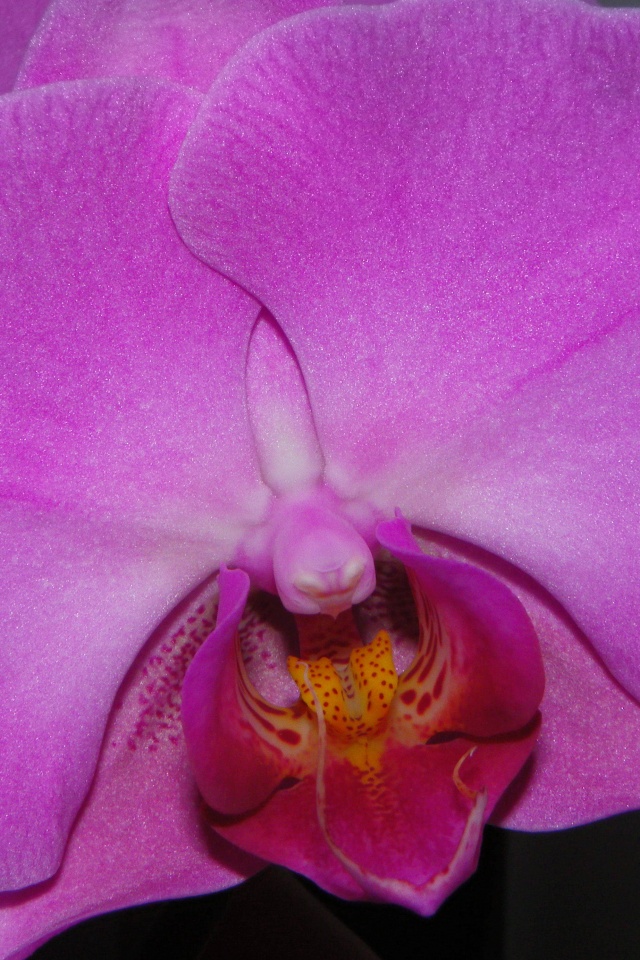 Фиолетовая орхидея обои