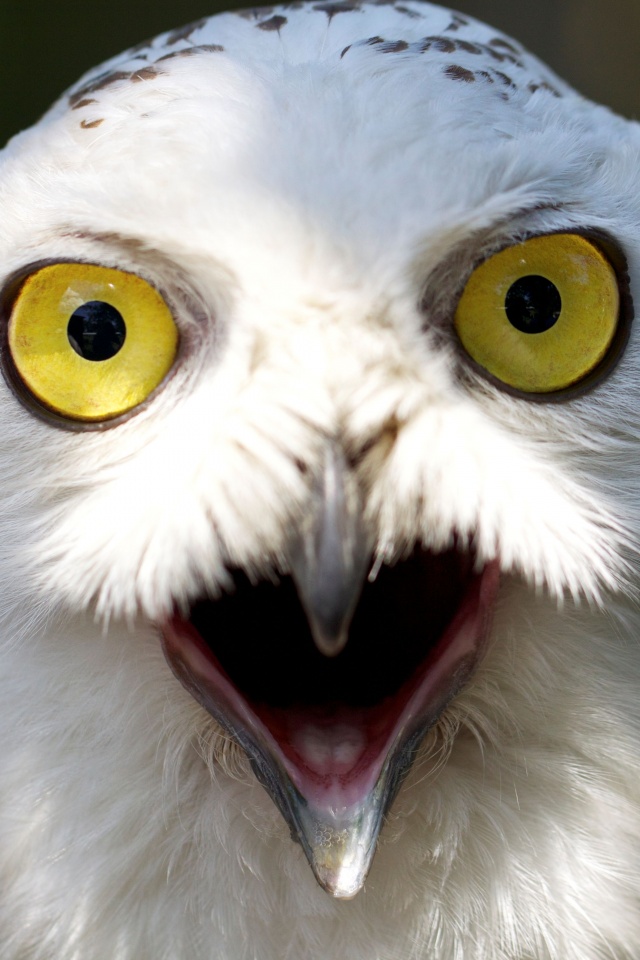 Сова в шоке! обои