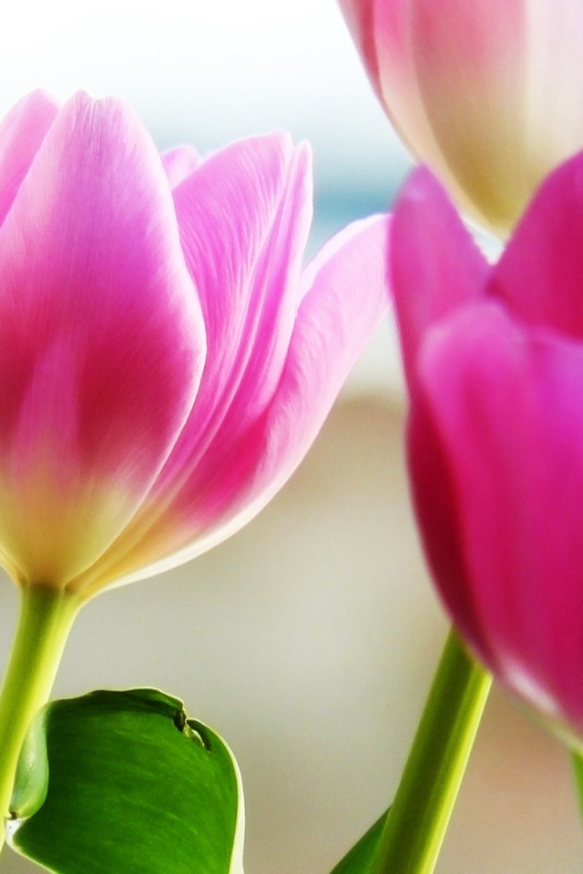 Тюльпаны обои
