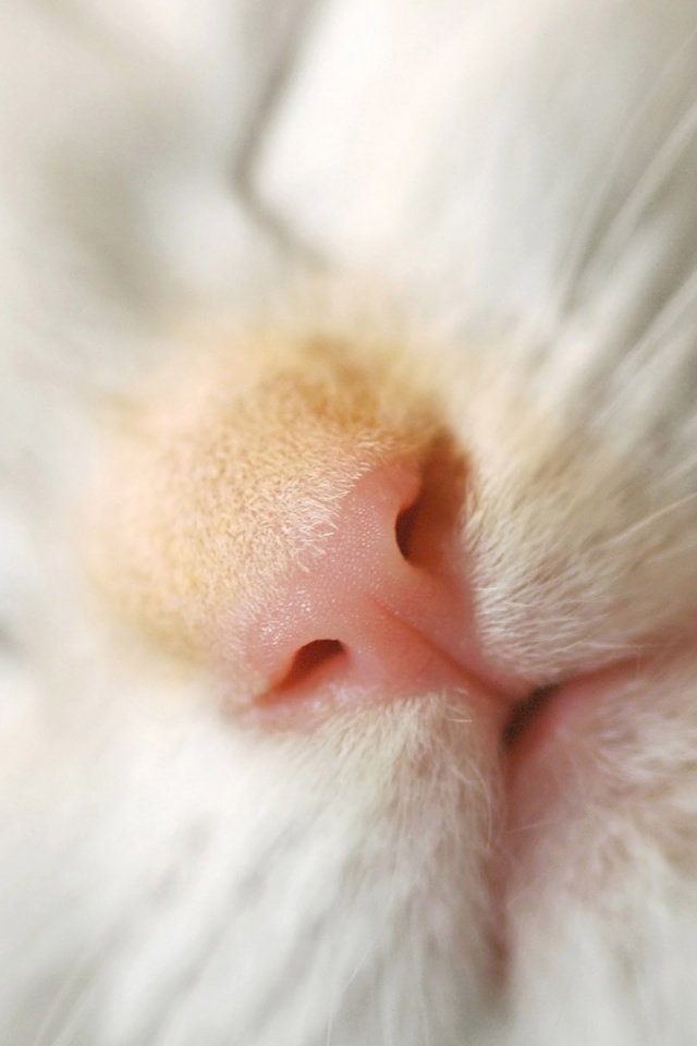 Кошачья мордочка обои