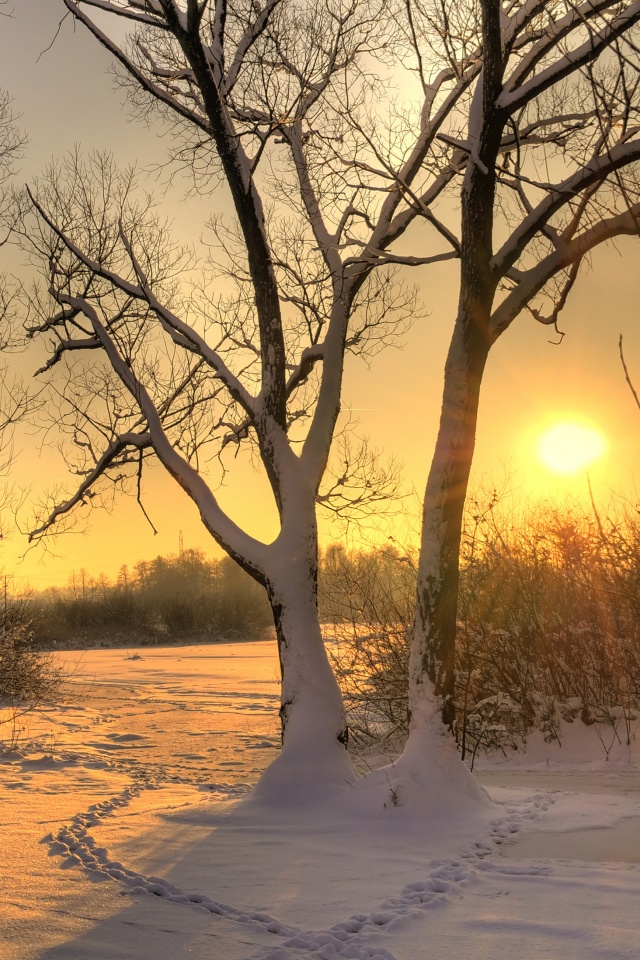 Солнечный свет в зимнем лесу обои
