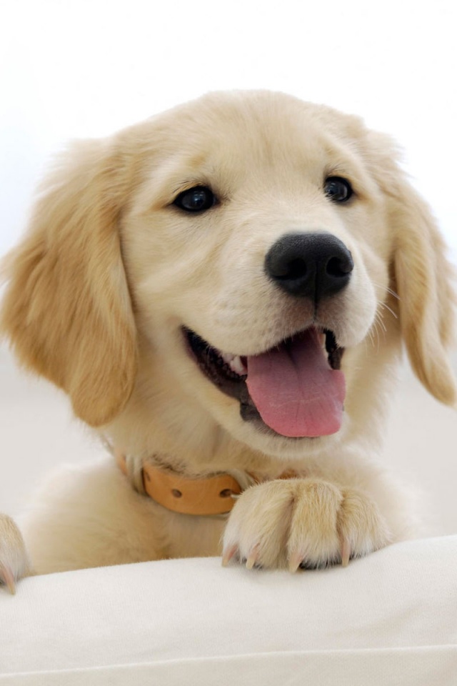 Щенок голден ретривера обои