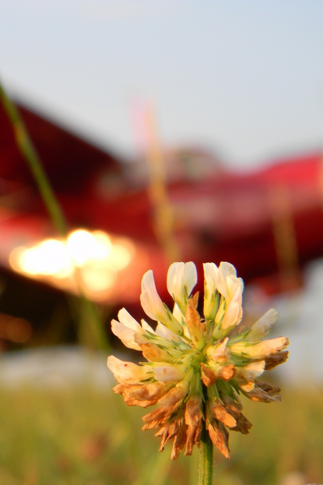 Цветок и красный самолет обои