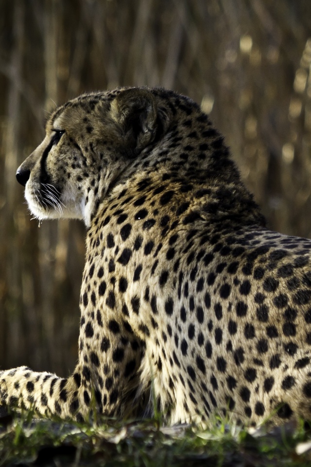 Гепард обои