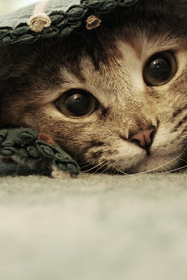 Кот под ковриком обои