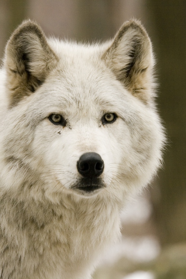 Белые волки обои