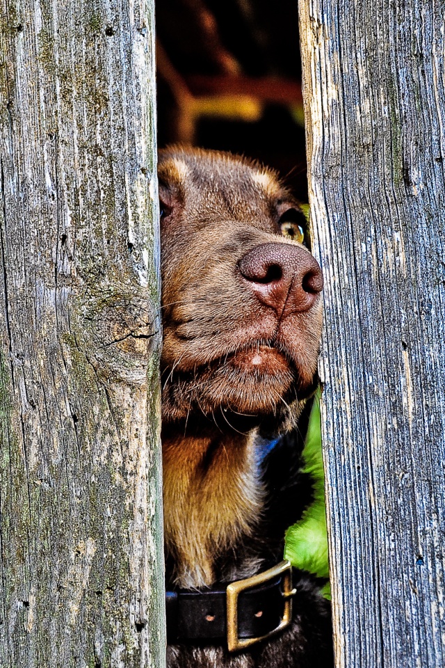 Собака выглядывает из-за забора обои