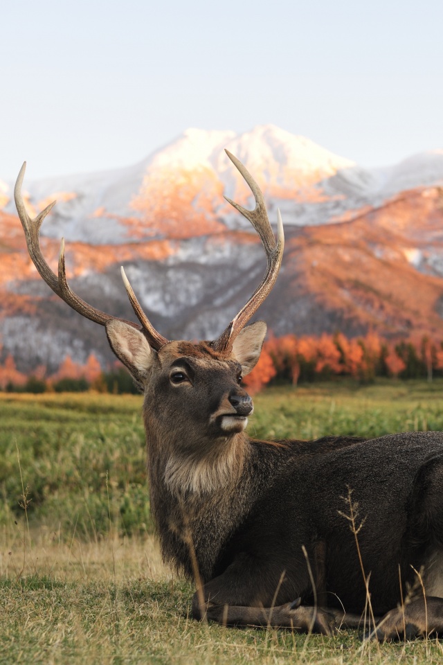 Олень отдыхает в предгорьях обои