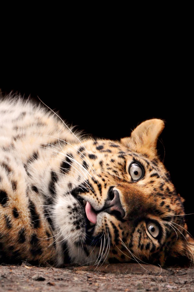 Большая пятнистая кошечка обои