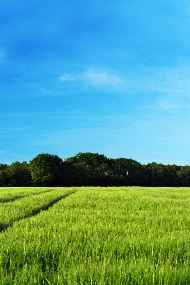 Следы колеи в поле обои