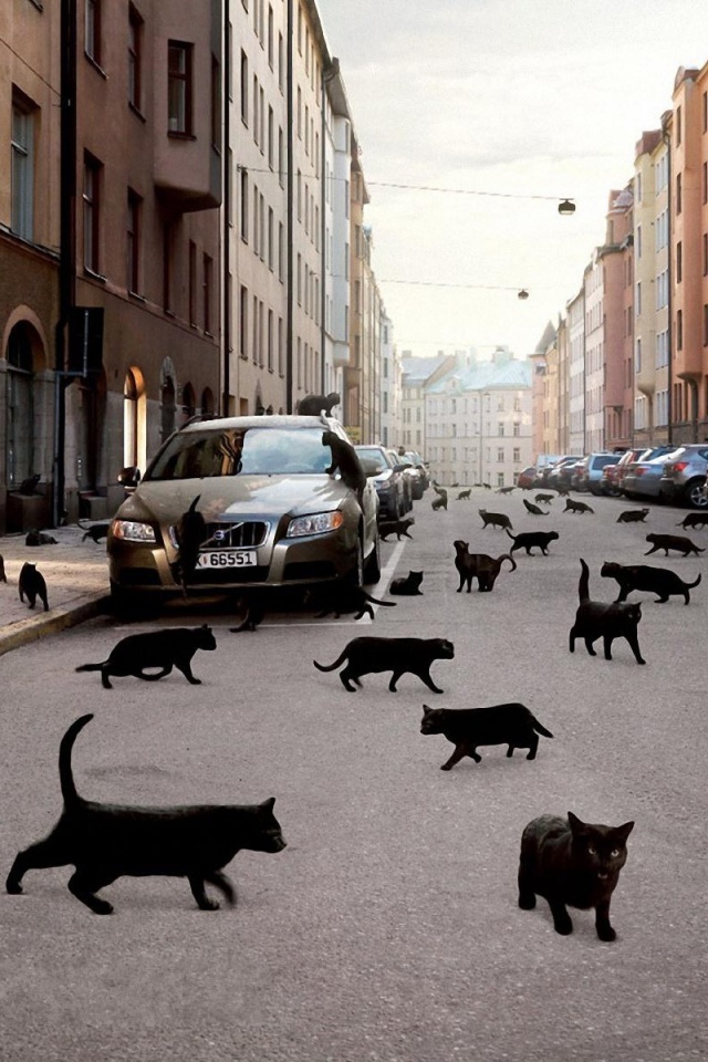 Город кошек обои