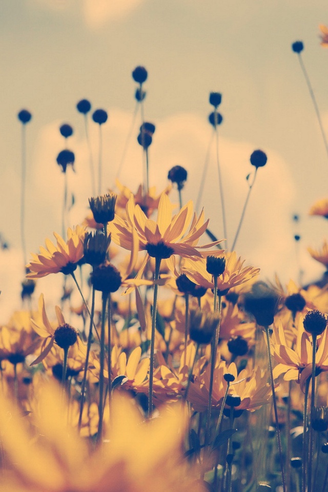 Полевые цветы летом обои