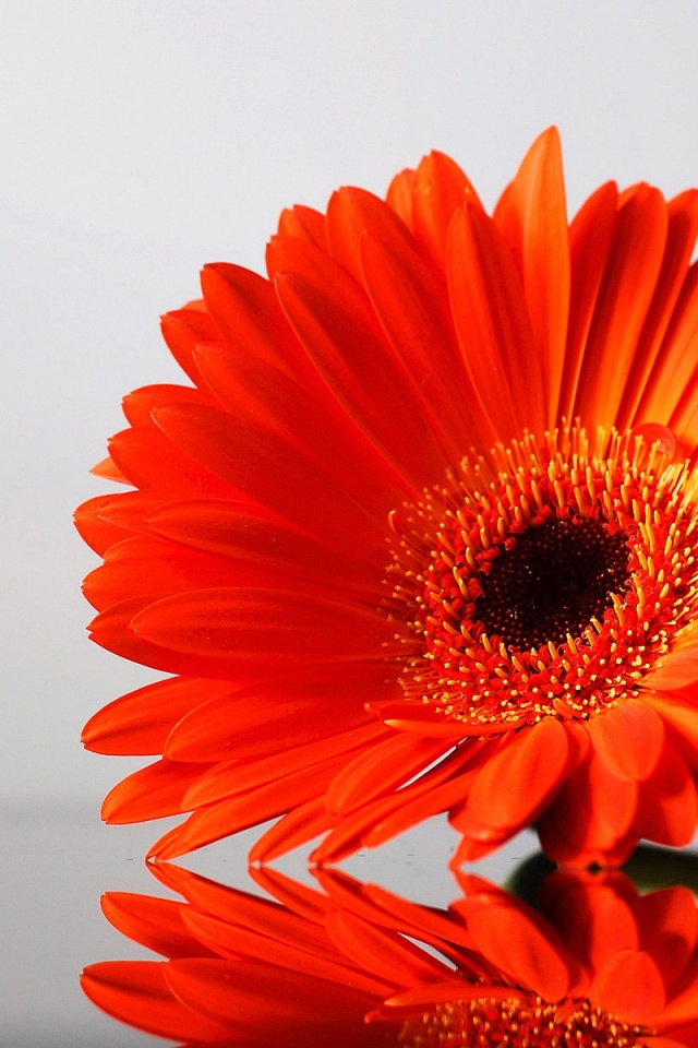 Гербер на стекле обои