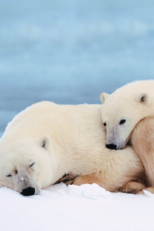 Белые мишки спят обои