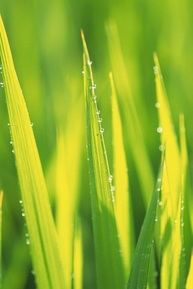 Яркая зеленая трава обои