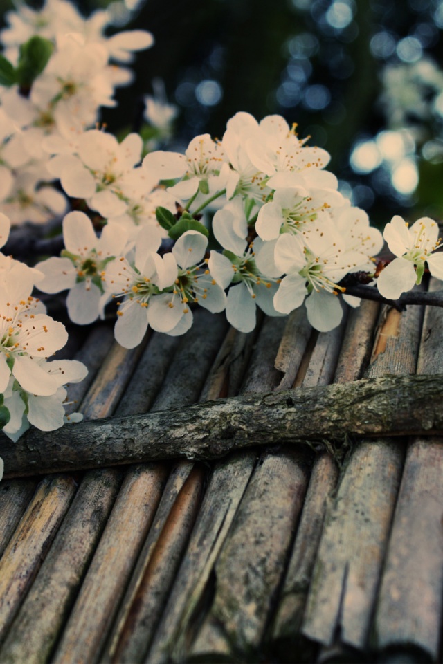 Веточка цветущей вишни обои