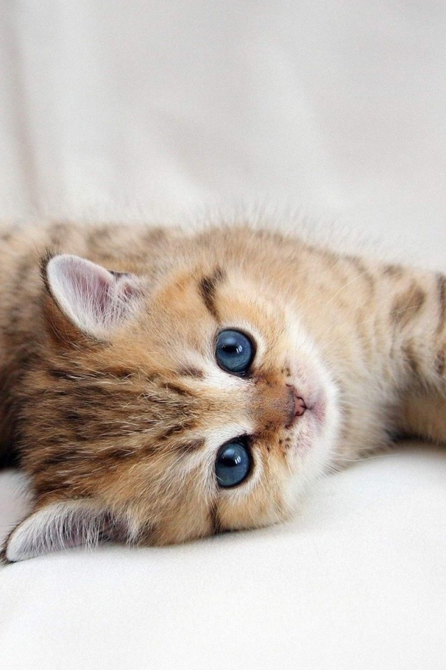 Рыжиый котенок с синим глазами обои