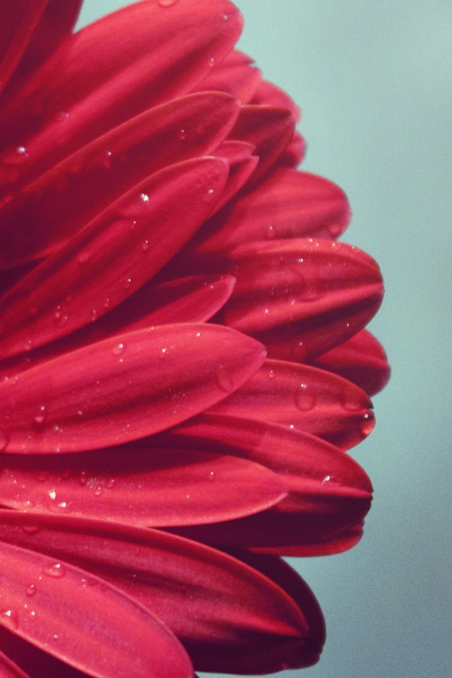 Красная гербера обои