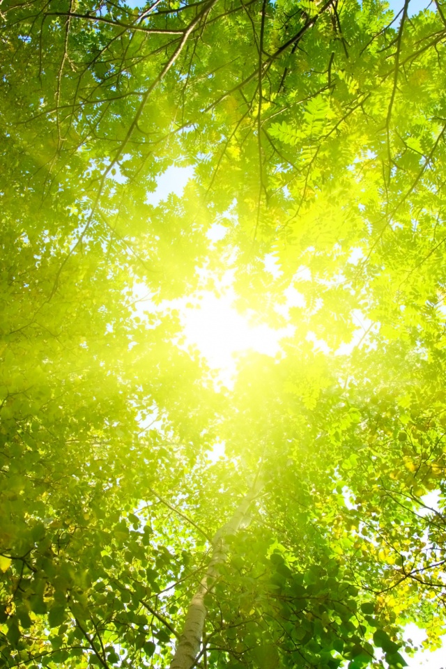 Яркий зеленоватый свет пробивающийся сквозь листву обои