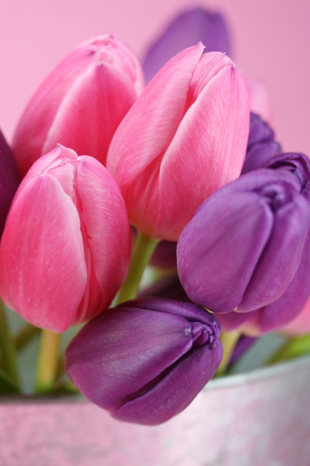 Розовые и фиолетовые тюльпаны обои
