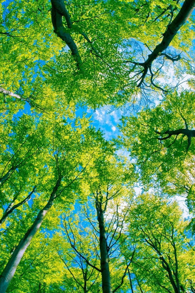 Кроны деревьев обои