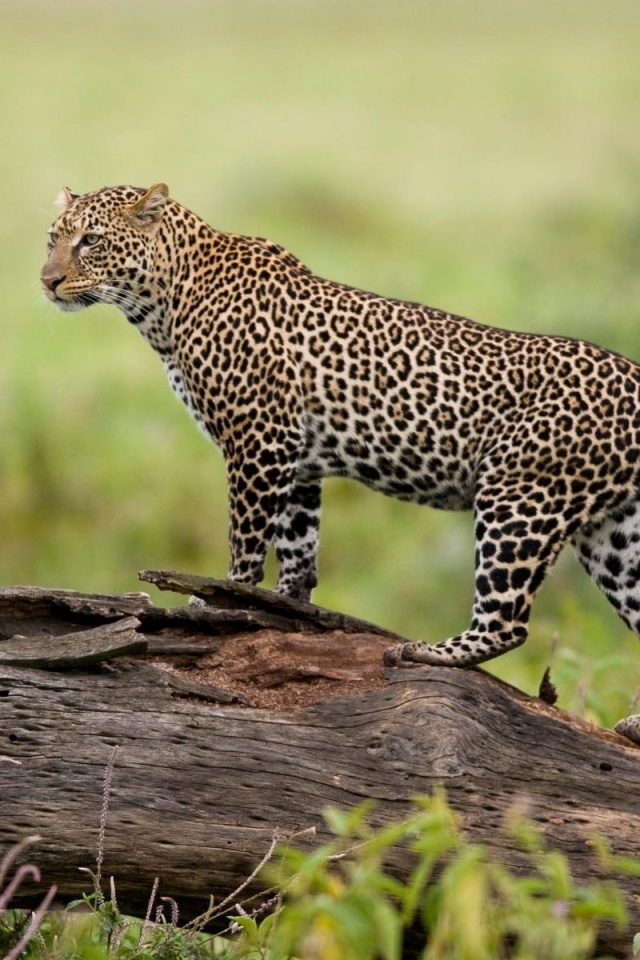 Леопард на природе обои