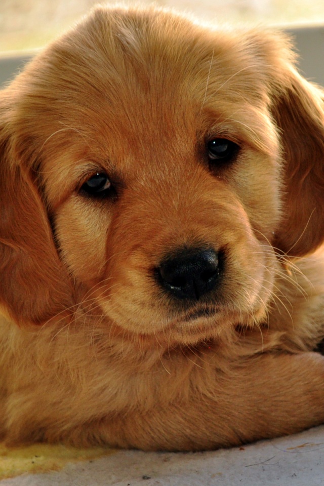 Сонный щенок лабрадора обои