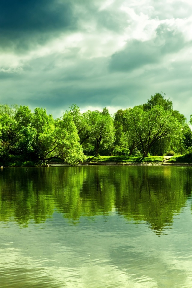 Деревья на берегу озера обои