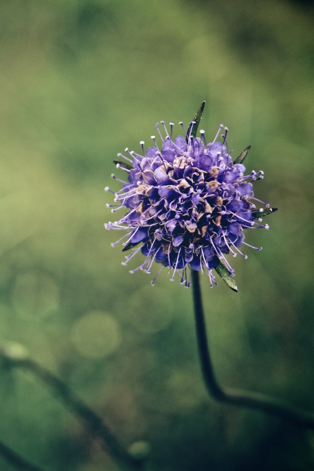 Цветок в макро обои