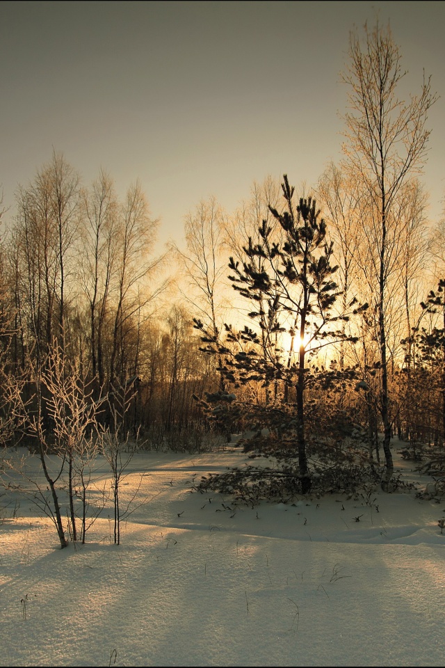 Зимний лес обои