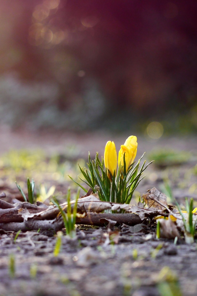 Весенняя трава и цветы обои