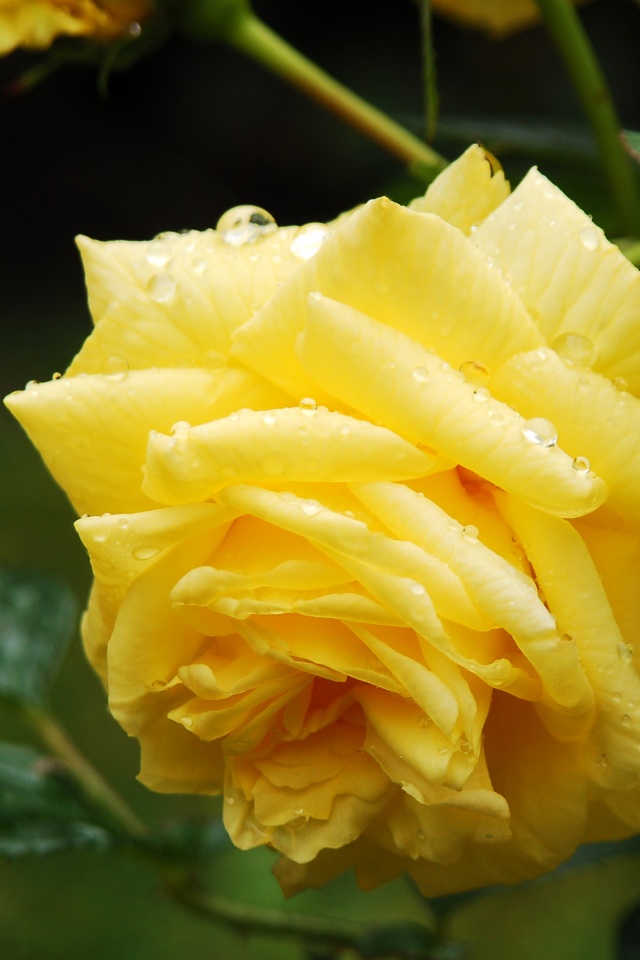 Желтая роза обои