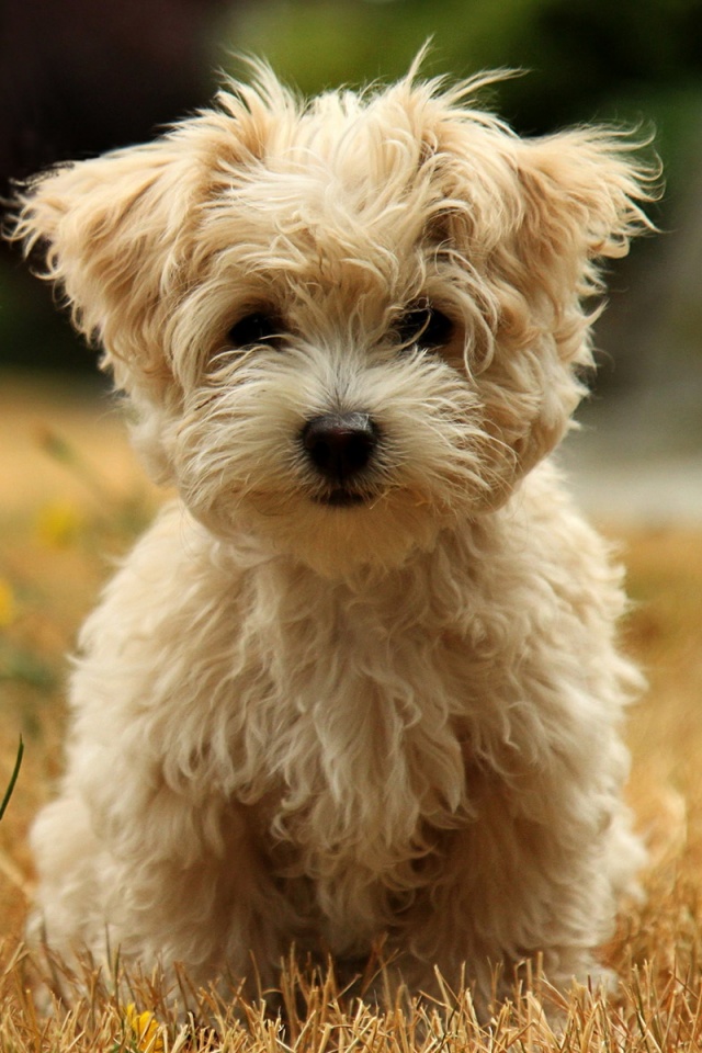 Щенок болонки обои