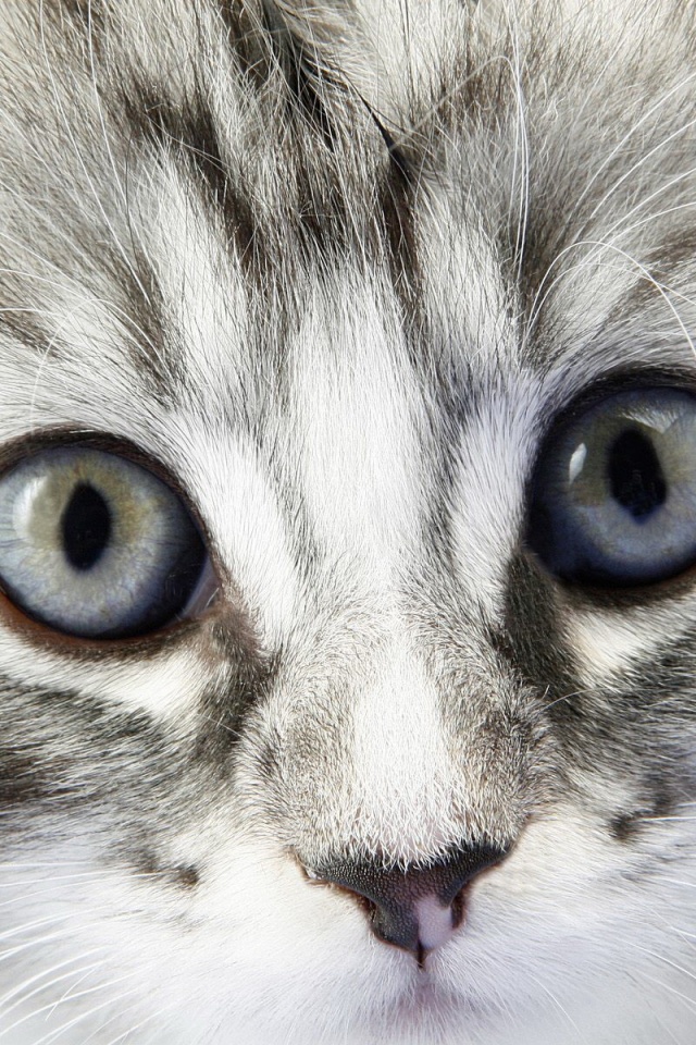 Пушистый котенок обои