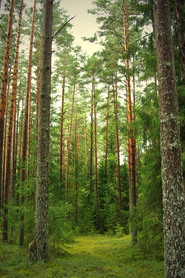 Лесная чаща обои