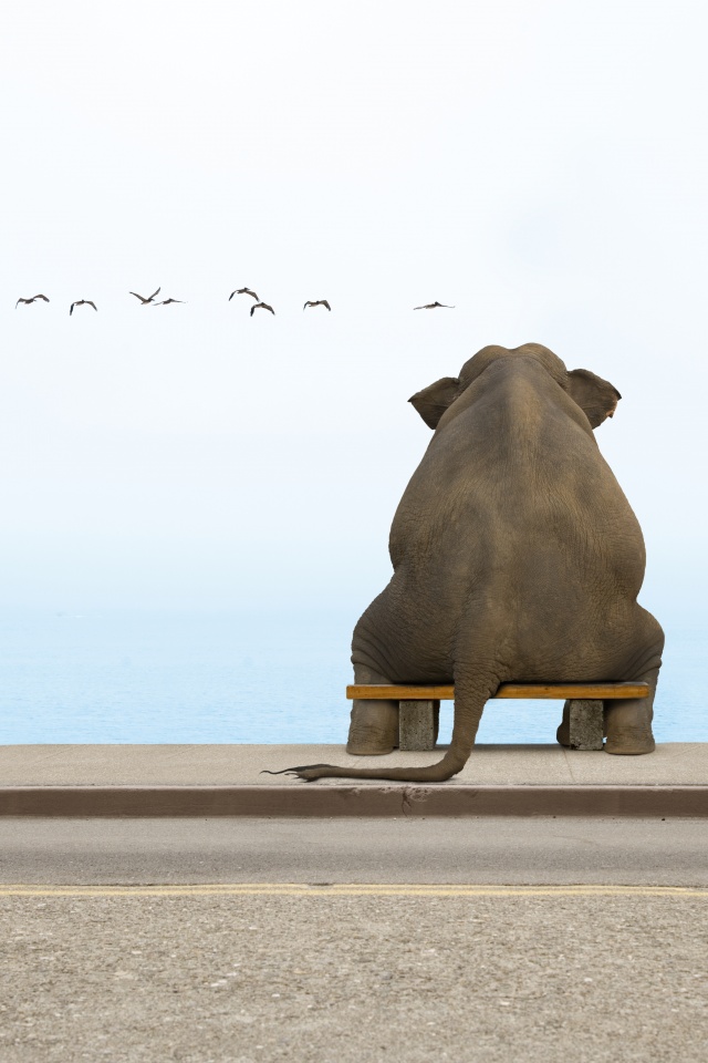 Слон на табуретке обои