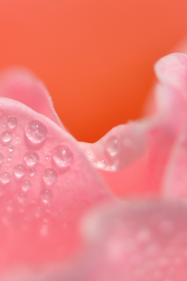 Нежность лепестков обои