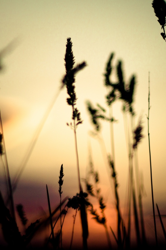 Дыхание природы обои