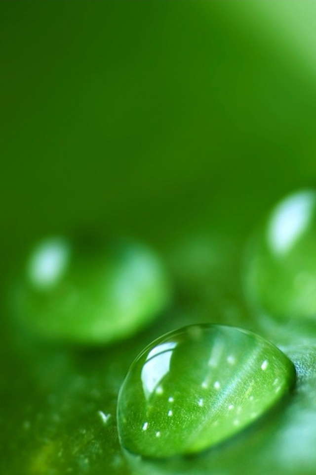 Зеленые капли росы обои