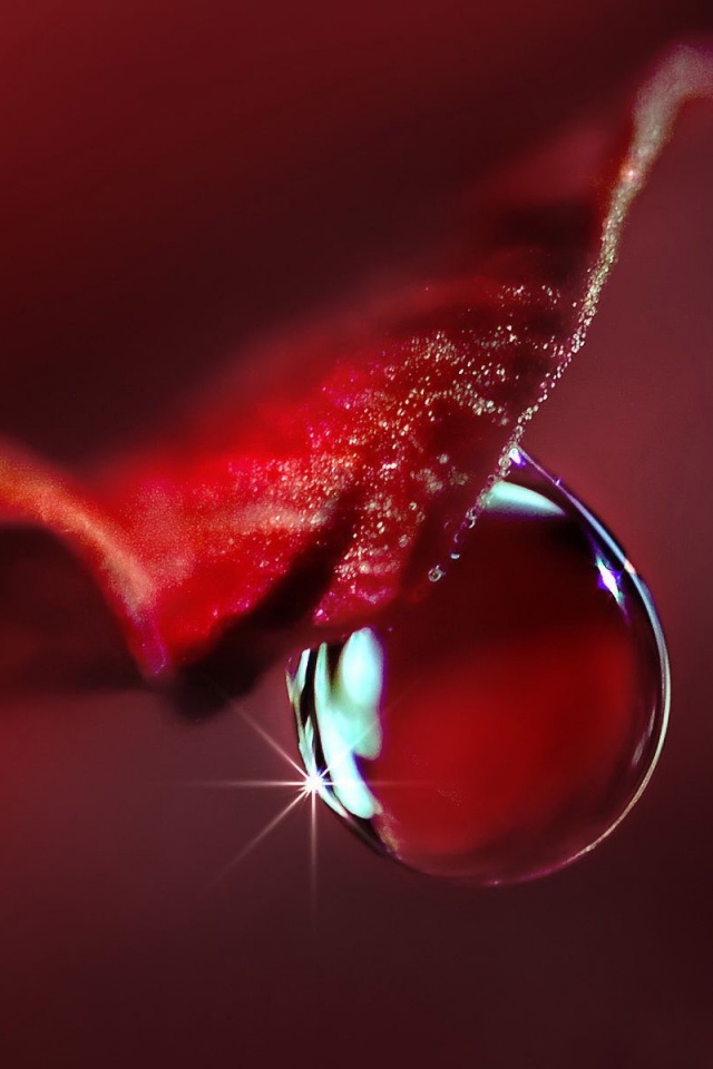 Макро капля на лепестке обои