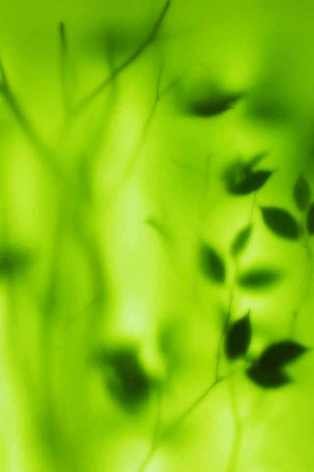 Зелень за стеклом обои