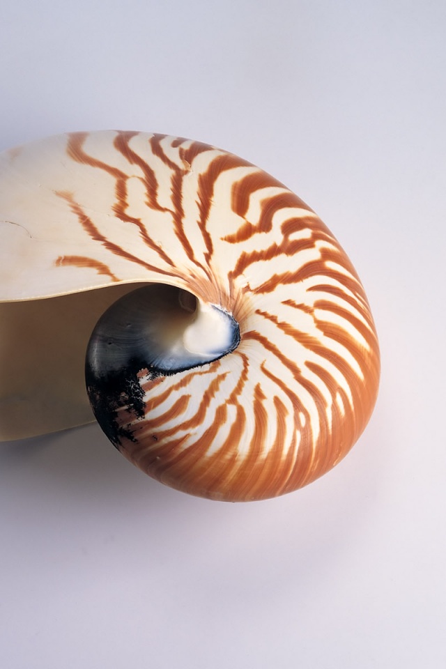 Ракушка в полоску обои