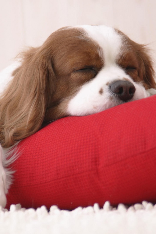 Спящий щенок на красной подушке обои