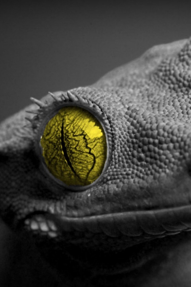 Ящерка обои