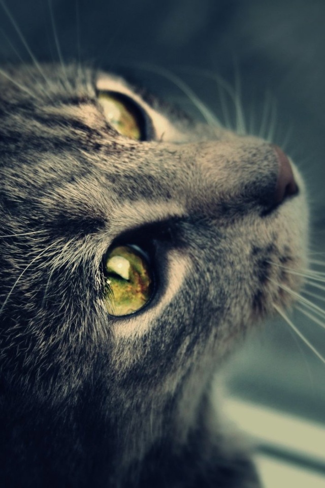 Кот с желтыми глазами обои
