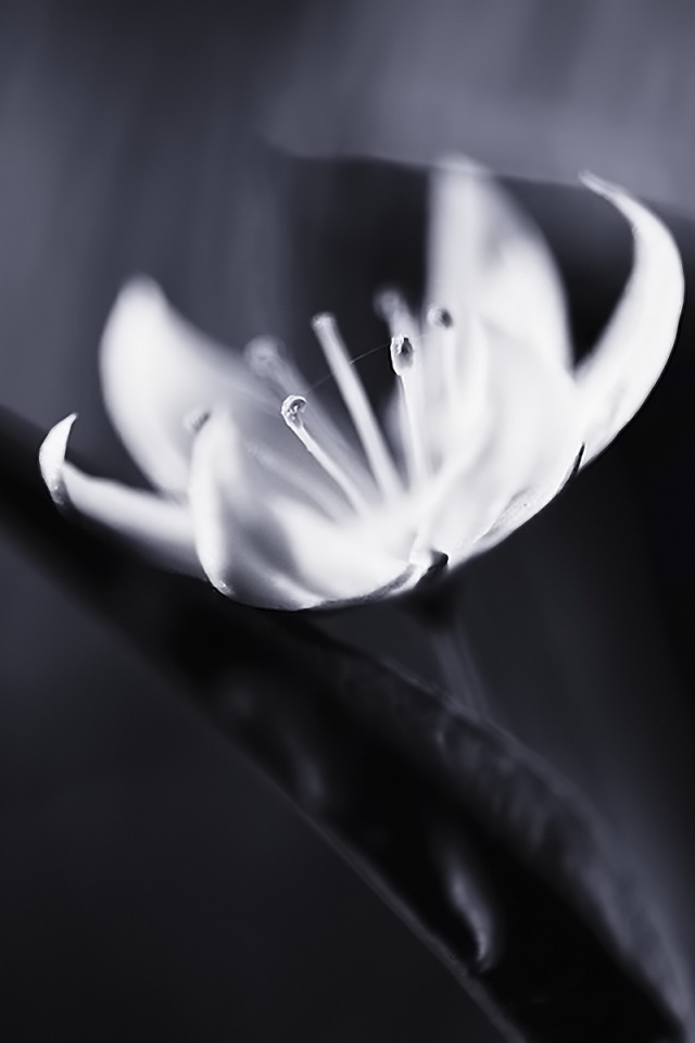 Белый цветок обои